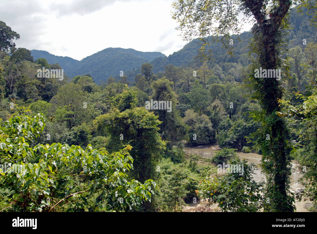 Wald und Fluss im Nilgiri-Bereich Stockfoto