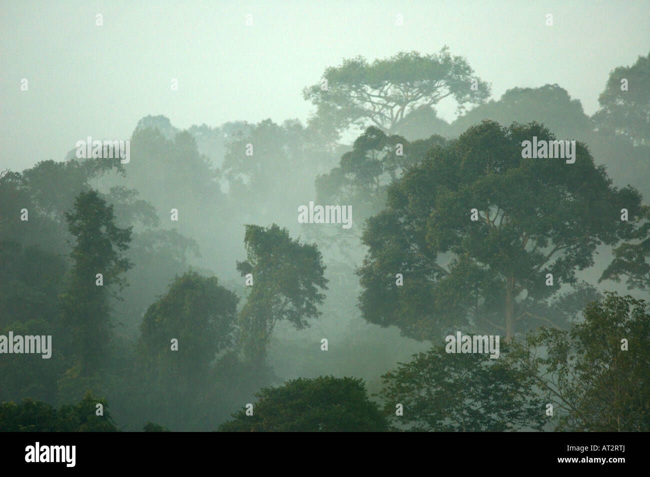 Dämmerung im Nationalpark Khao Yai, Thailand Stockfoto