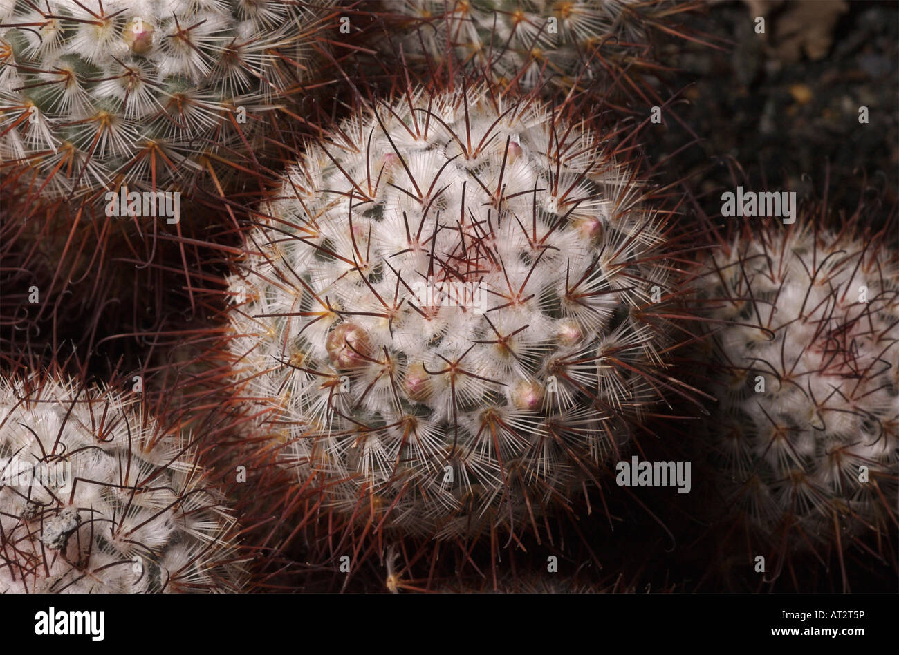 Ein Catus endemisch in Mexiko Mammillaria bombycina Stockfoto