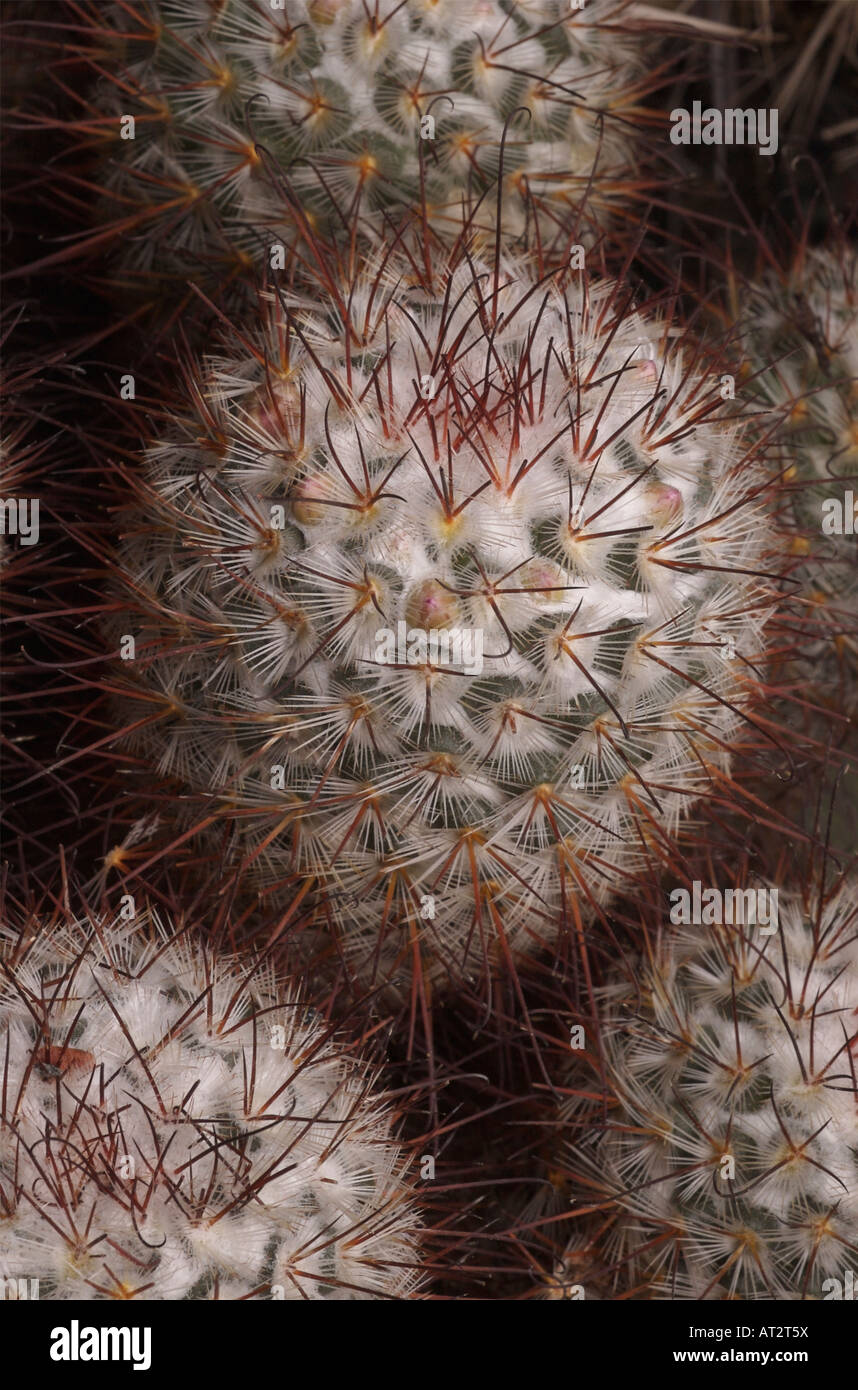 Ein Kaktus in Mexiko endemisch; Mammillaria bombycina Stockfoto