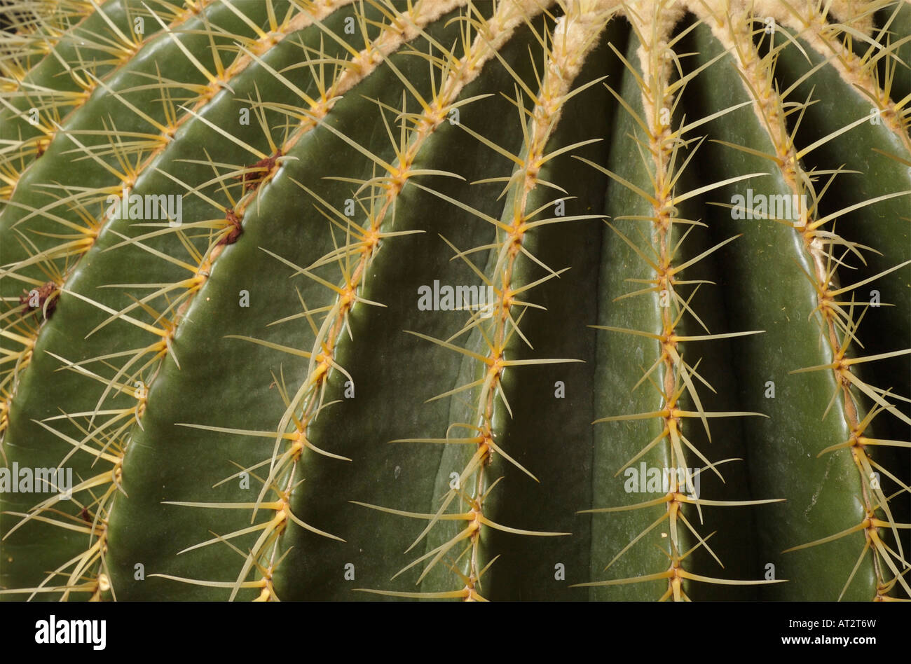 Dornen der goldenen Fass Kaktus eine Pflanze endemisch in Zentralmexiko und auf die Rote Liste der bedrohten Pflanzen. Echinocactus grusonii Stockfoto