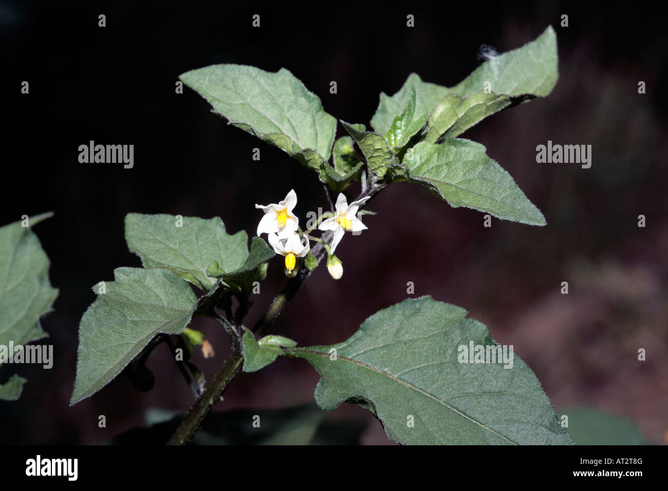 Kartoffel-Blume-Solanum Tuberosum-Familie Solanaceae Stockfoto