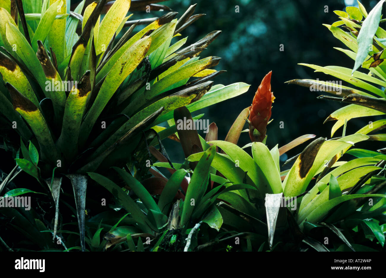Bromelie Bromeliaceae blühen El Yunque Caribbean National Forest Puerto Rico USA Februar 2003 Stockfoto