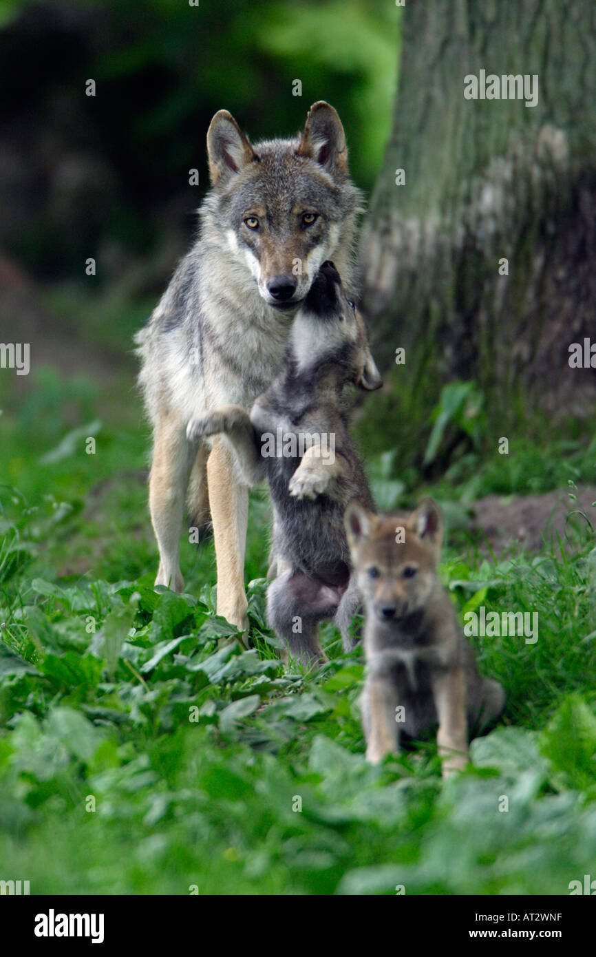 Europäischer Wolf Canis lupus Stockfoto