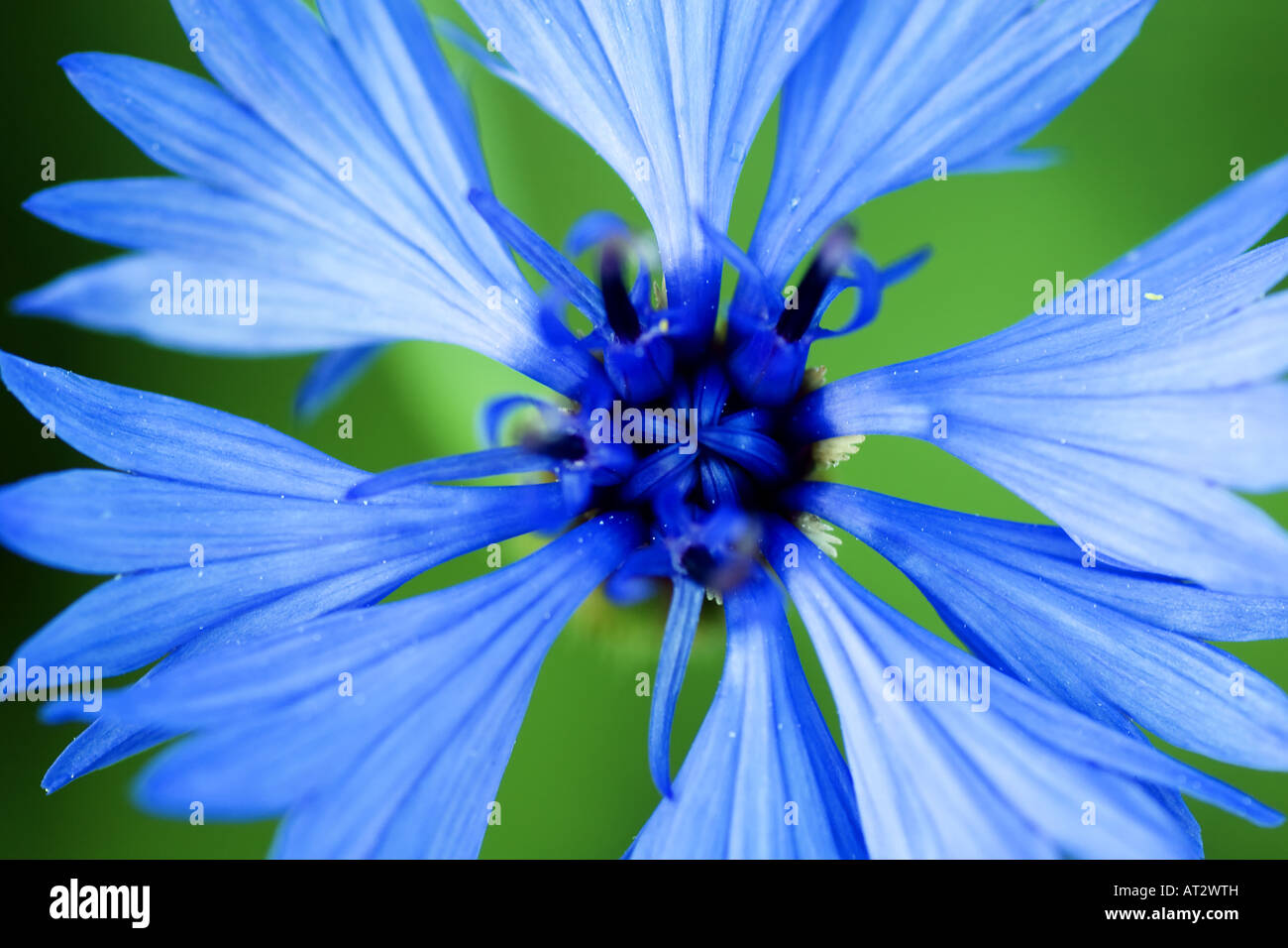 Blaue Blumen Sommer blühenden Garten Pflanzen Kornblume botanischen Namen  Centaurea cyanus Stockfotografie - Alamy