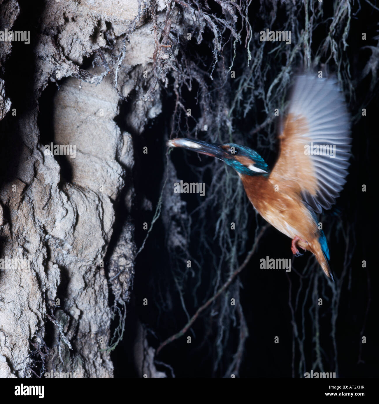 Martin Pecheur Eisvogel Alcedo Atthis Tiere Aves nisten Vögel Brutpflege Alcedinidae Eisvoegel Europa Europa Jungenaufzuc Stockfoto