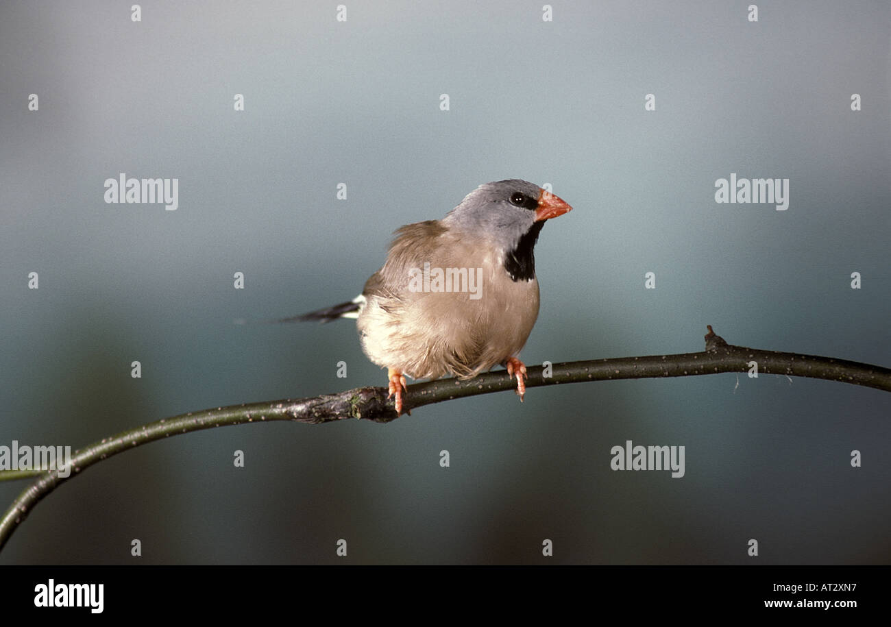 Longtail Finch Peophila Acuticauda Perched Stockfoto