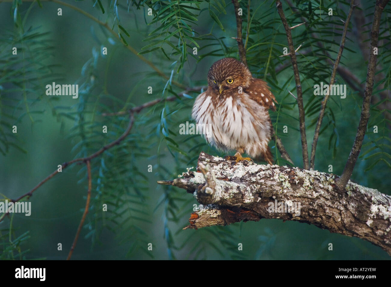 Eisenhaltige Pygmy Eule Glaucidium Brasilianum Erwachsenen putzen Willacy County Rio Grande Valley, Texas USA Mai 2007 Stockfoto