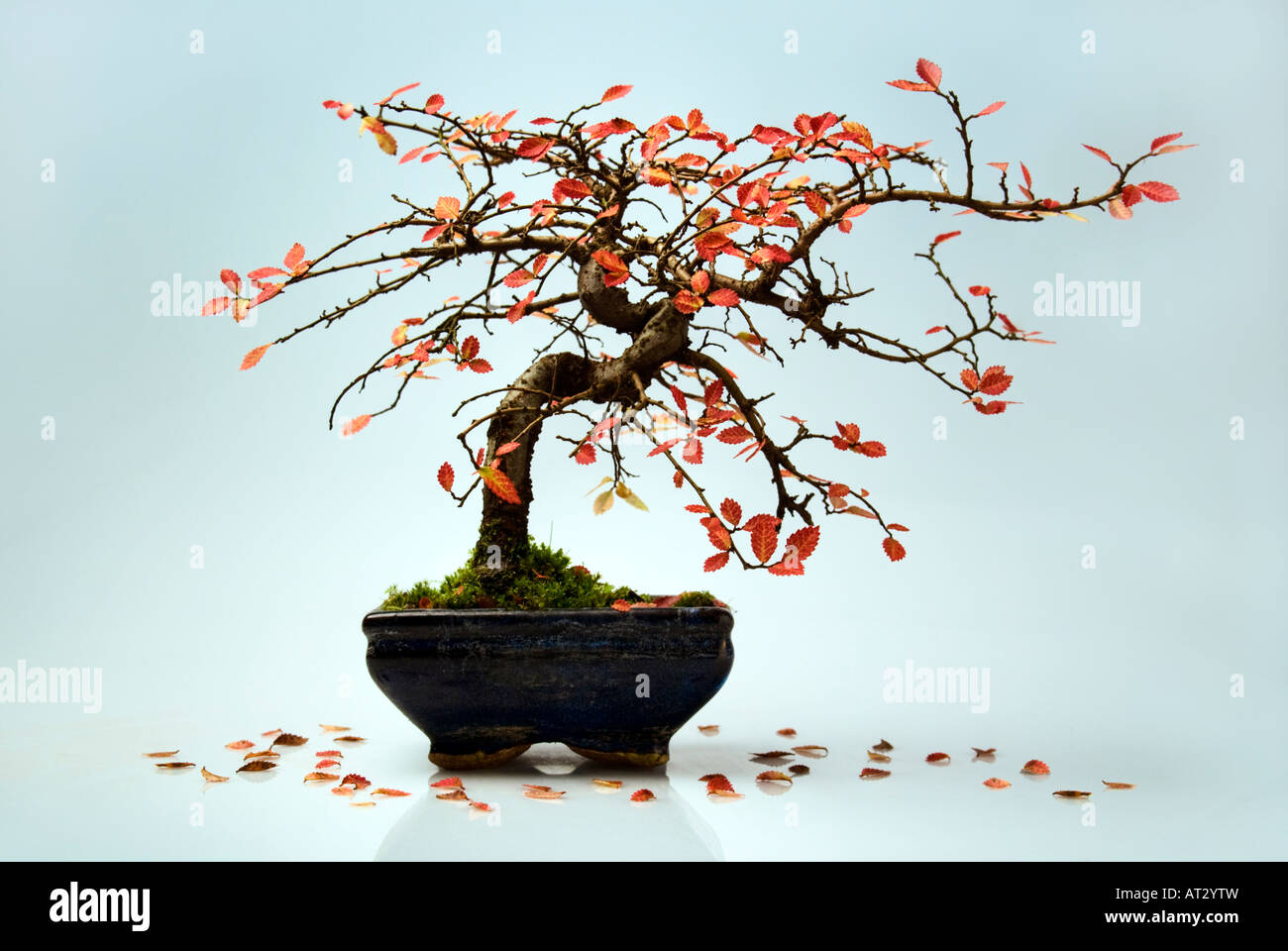 Immer noch leben. Bonsai Baum im Herbst. Miniatur fallen. Stockfoto