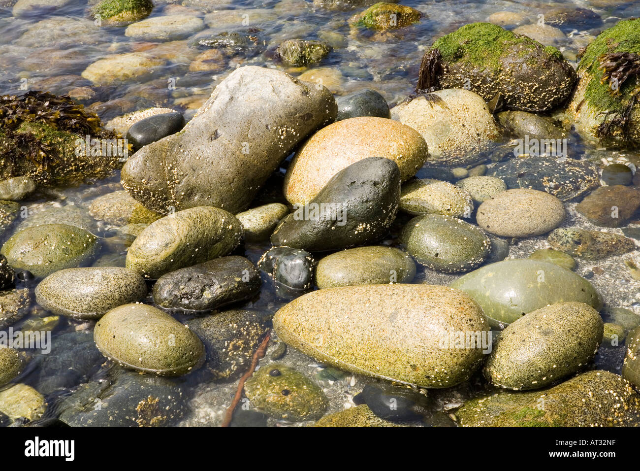 Steinen am Strand Pacific Rim National Park reserve Vancouver Island Kanada Stockfoto