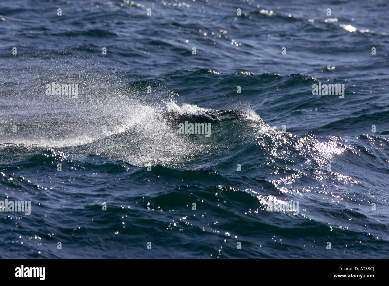 Wellen im Südatlantik Stockfoto