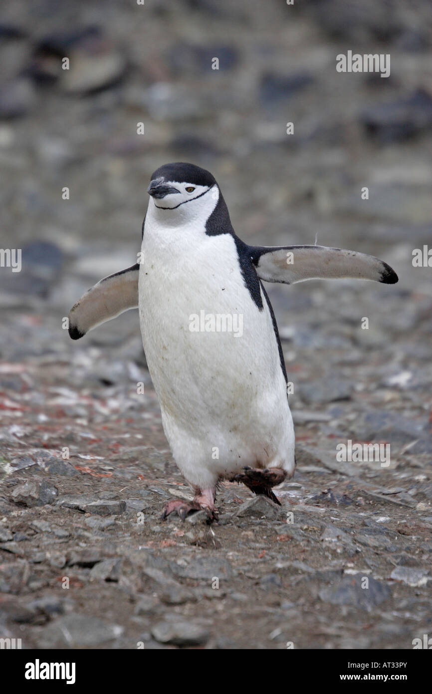 Kinnriemen Pinguin in der Antarktis Stockfoto