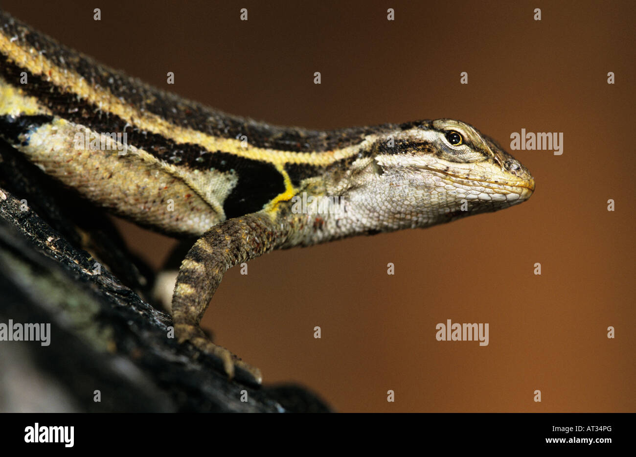 Gekielte Earless Lizard Holbrookia Propinqua Erwachsene Willacy County Rio Grande Valley Texas USA Mai 2004 Stockfoto