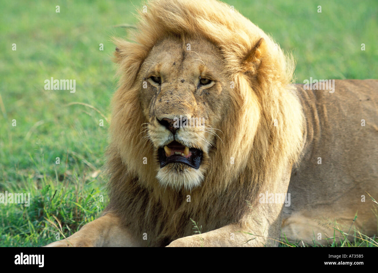 Kenia Afrika männliche Löwe Panthera Leo keuchend in der Hitze Nairobi-Nationalpark Stockfoto