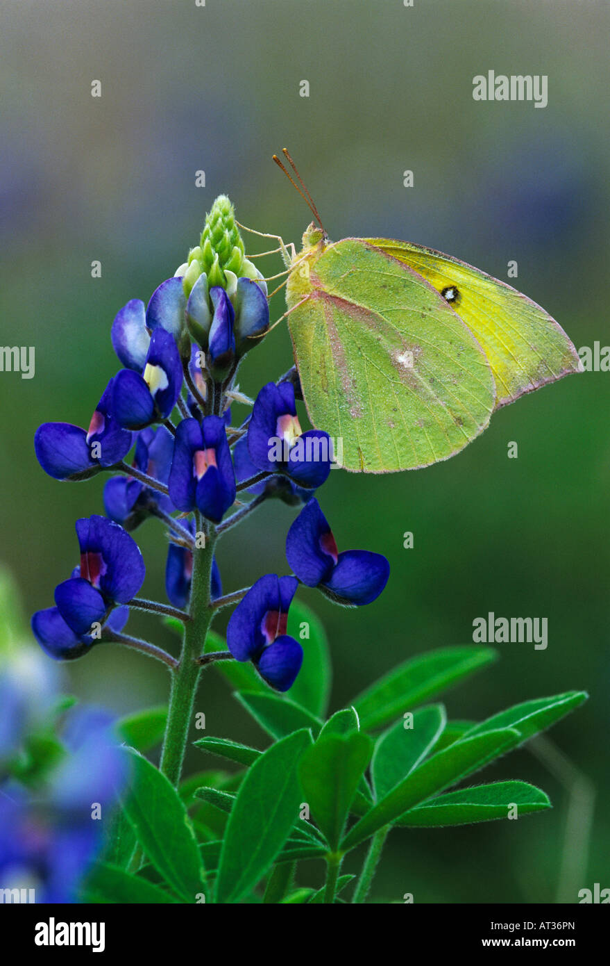 Orange Schwefel Colias Eurytheme Erwachsene in auf Texas Bluebonnet Lupinus Texensis Lake Corpus Christi Texas USA April 2003 Stockfoto