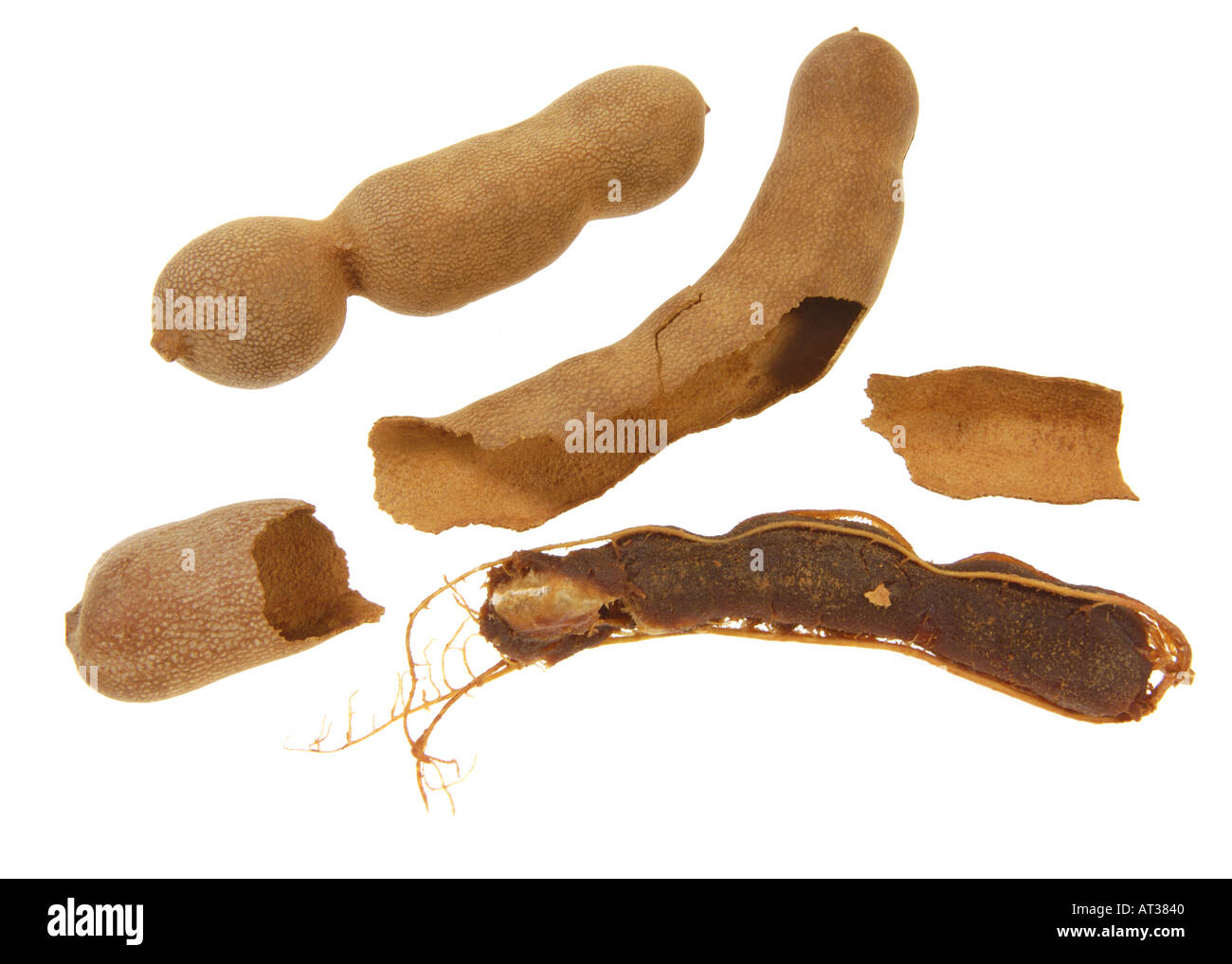 Tamarinde Frucht Tamarindus Indica L Leguminosae Fabaceae Tamarindo Tamarin Sampalok Gewürze Gewürz Stockfoto