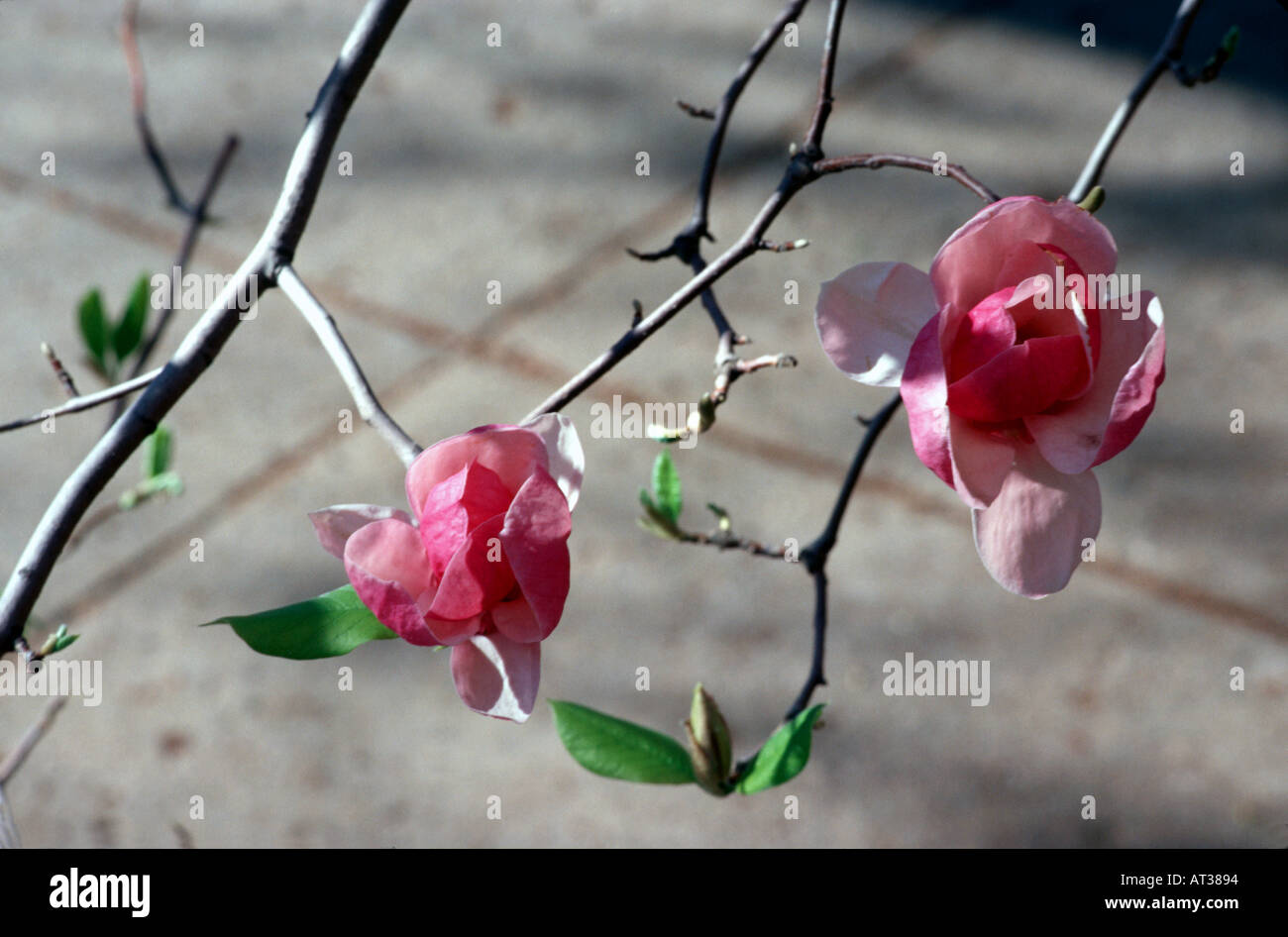 Magnolia Blumen Stockfoto
