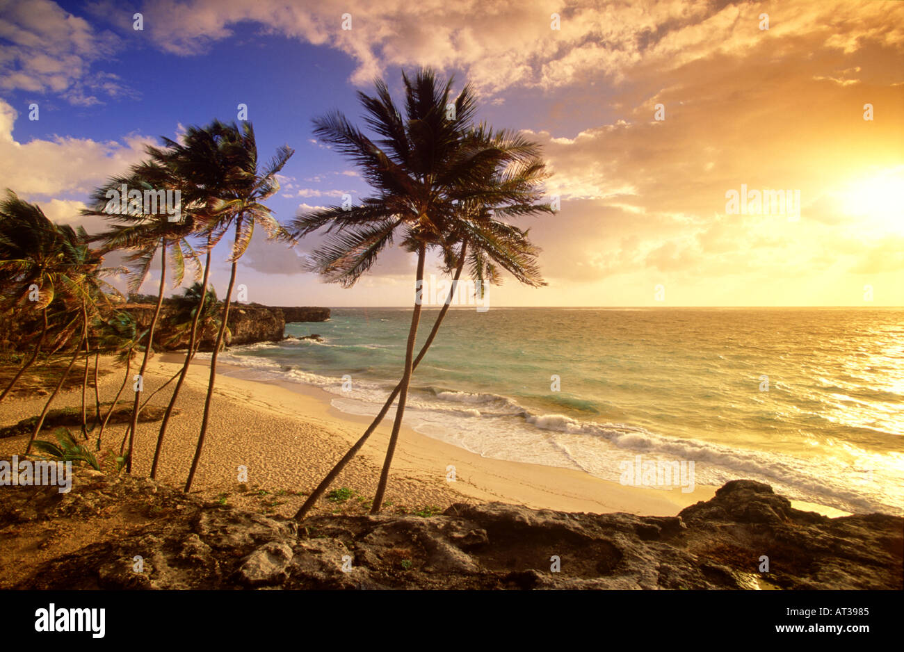 Palmen hängen anmutig über den Strand bei Sonnenaufgang Bottom Bay auf der Karibikinsel Barbados Stockfoto