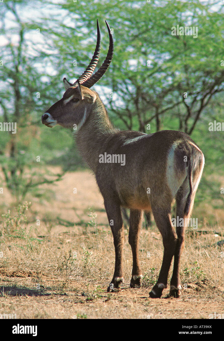Gemeinsamen Wasserbock männlichen, weißen Ring auf Rump Samburu National Reserve Kenia in Ostafrika Stockfoto