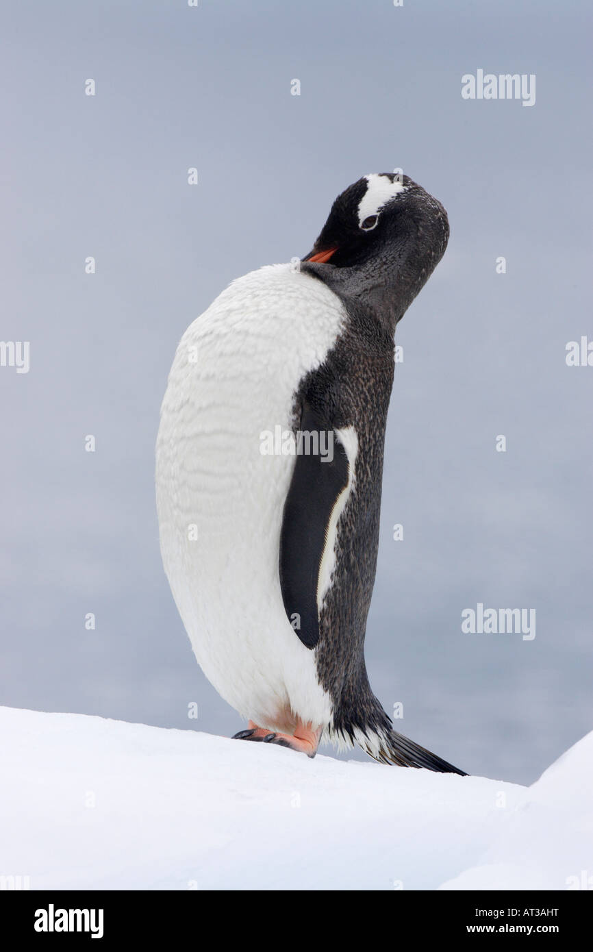 Gentoo Penguin in der Antarktis Stockfoto