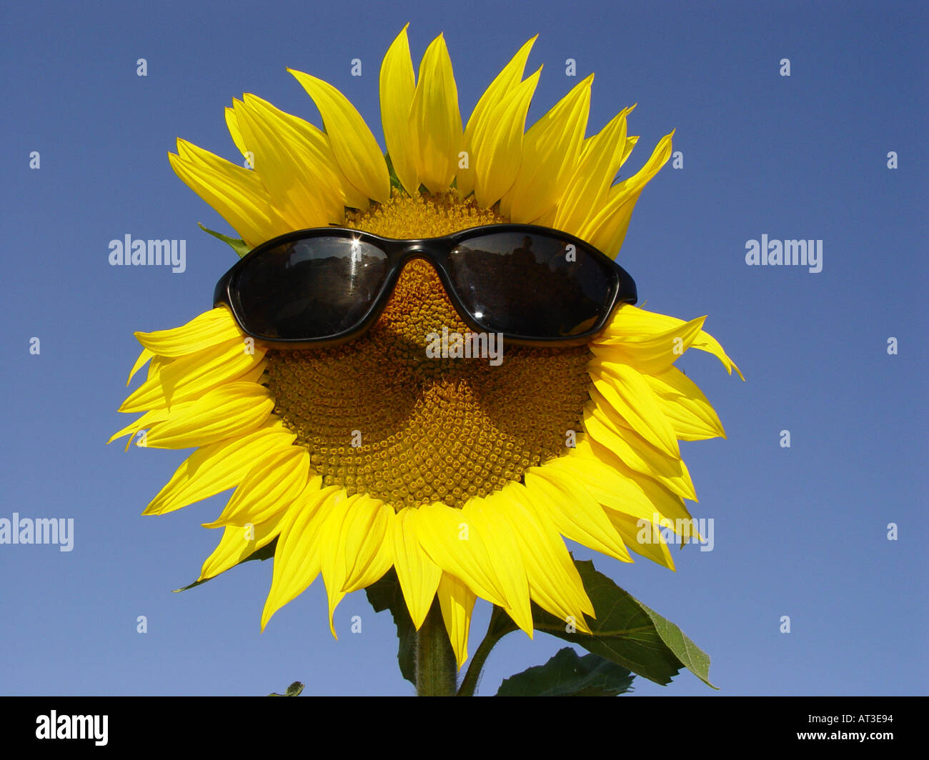 Sonnenblume mit Sonnenbrille als Symbol für Schutz vor Sonneneinstrahlung  UV Licht Lichtschutzfaktor etc Stockfotografie - Alamy