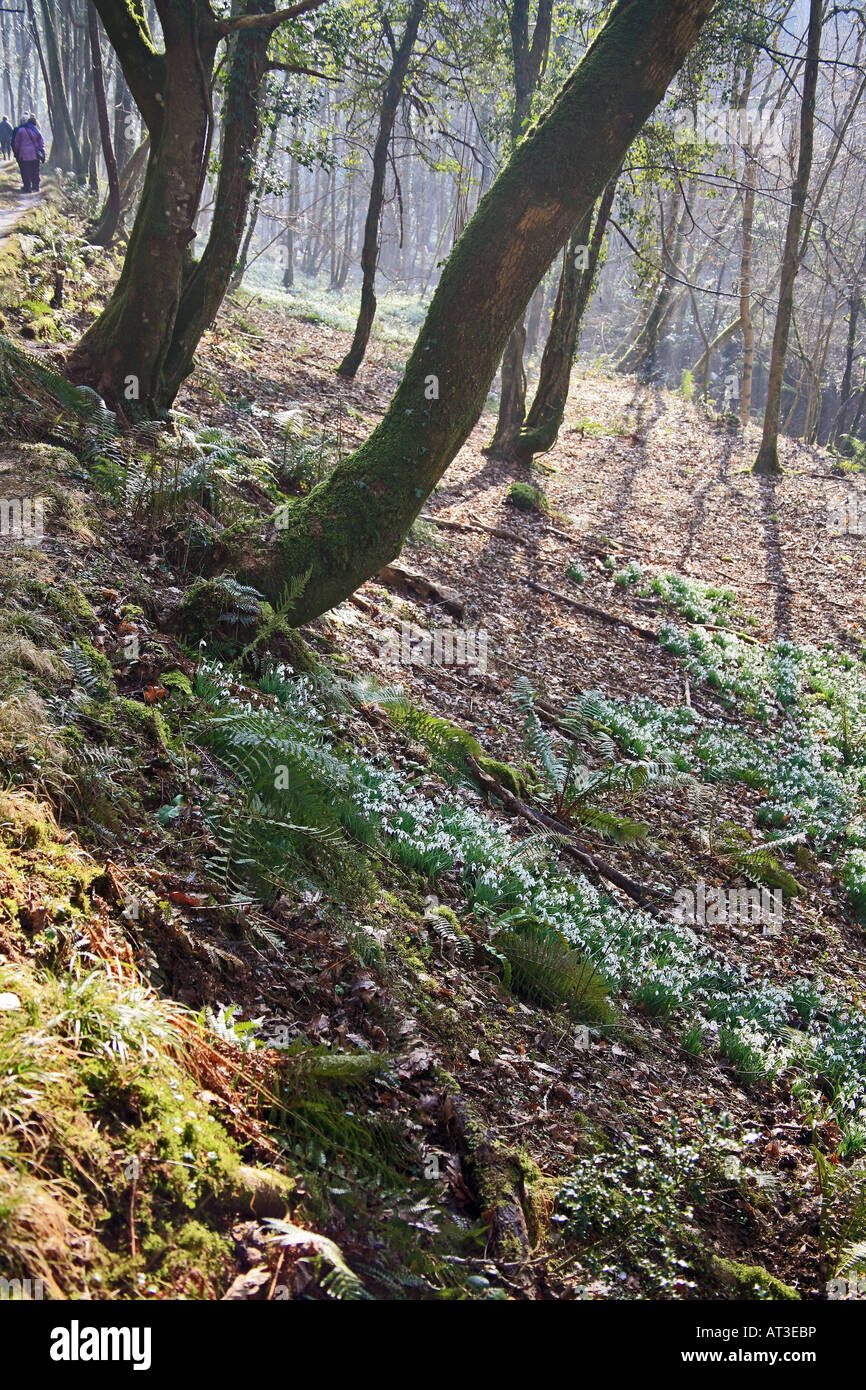 Wilde Schneeglöckchen (Galanthus Nivalis) Schneeglöckchen Valley River Avill Exmoor Nationalpark Somerset UK Stockfoto