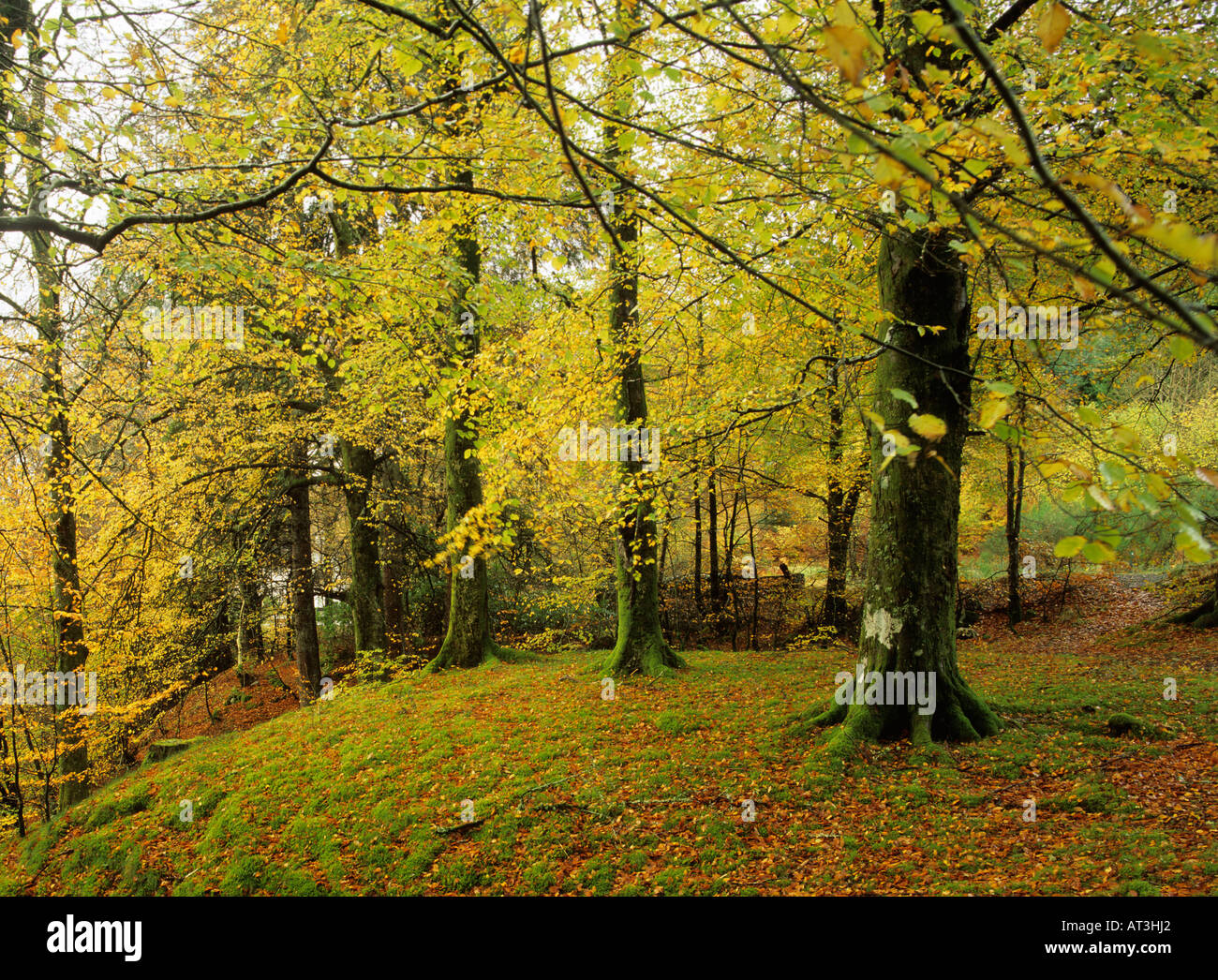 Herbstlichen Wälder von Loch Oich in der Nähe von Laggan Highland Scotland UK Stockfoto