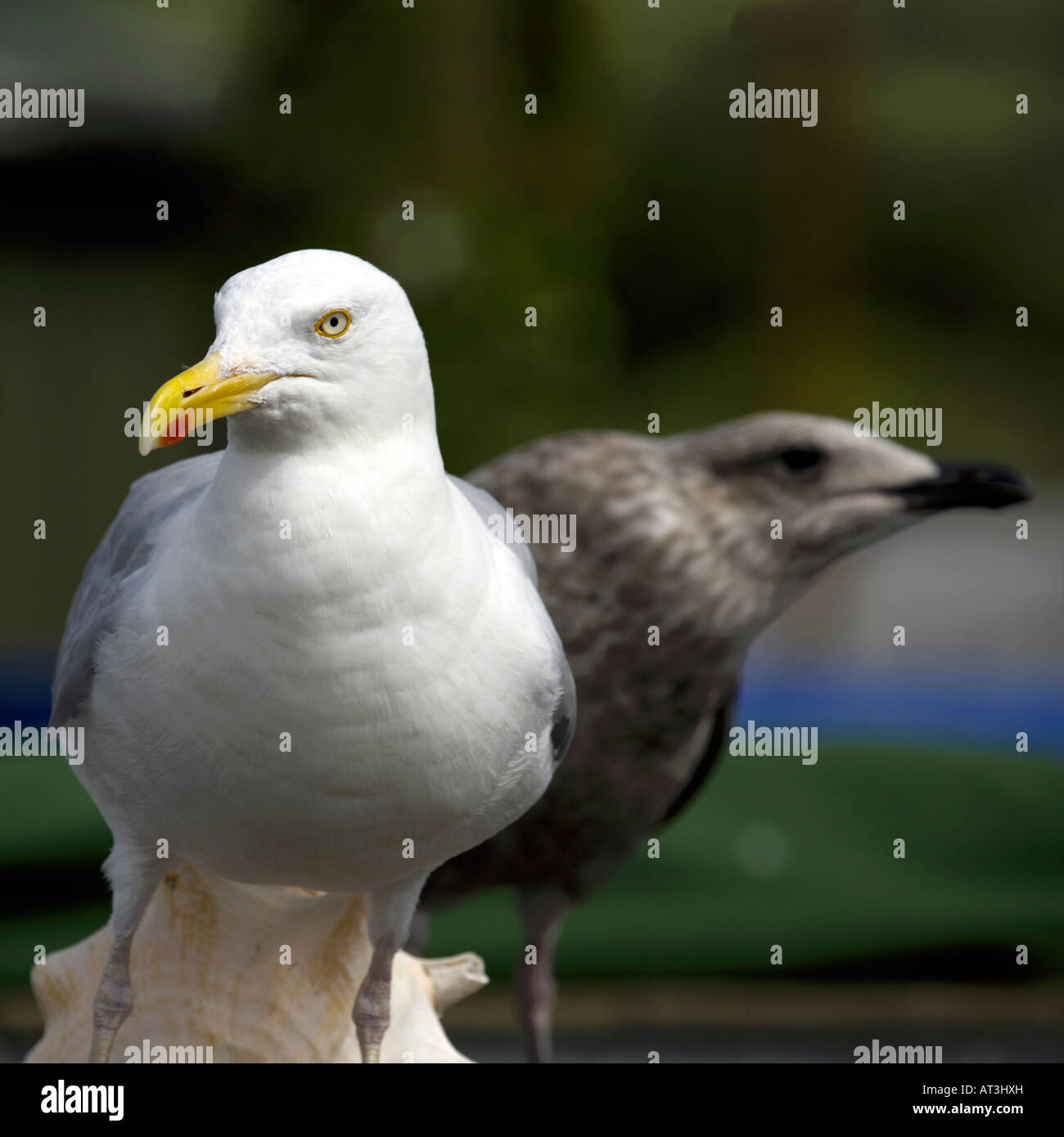 Silbermöwe Larus Argentatus Erwachsenen und Jugendlichen August Dorset England leben junge unreife Tierwelt Natur Babyvogel Stockfoto