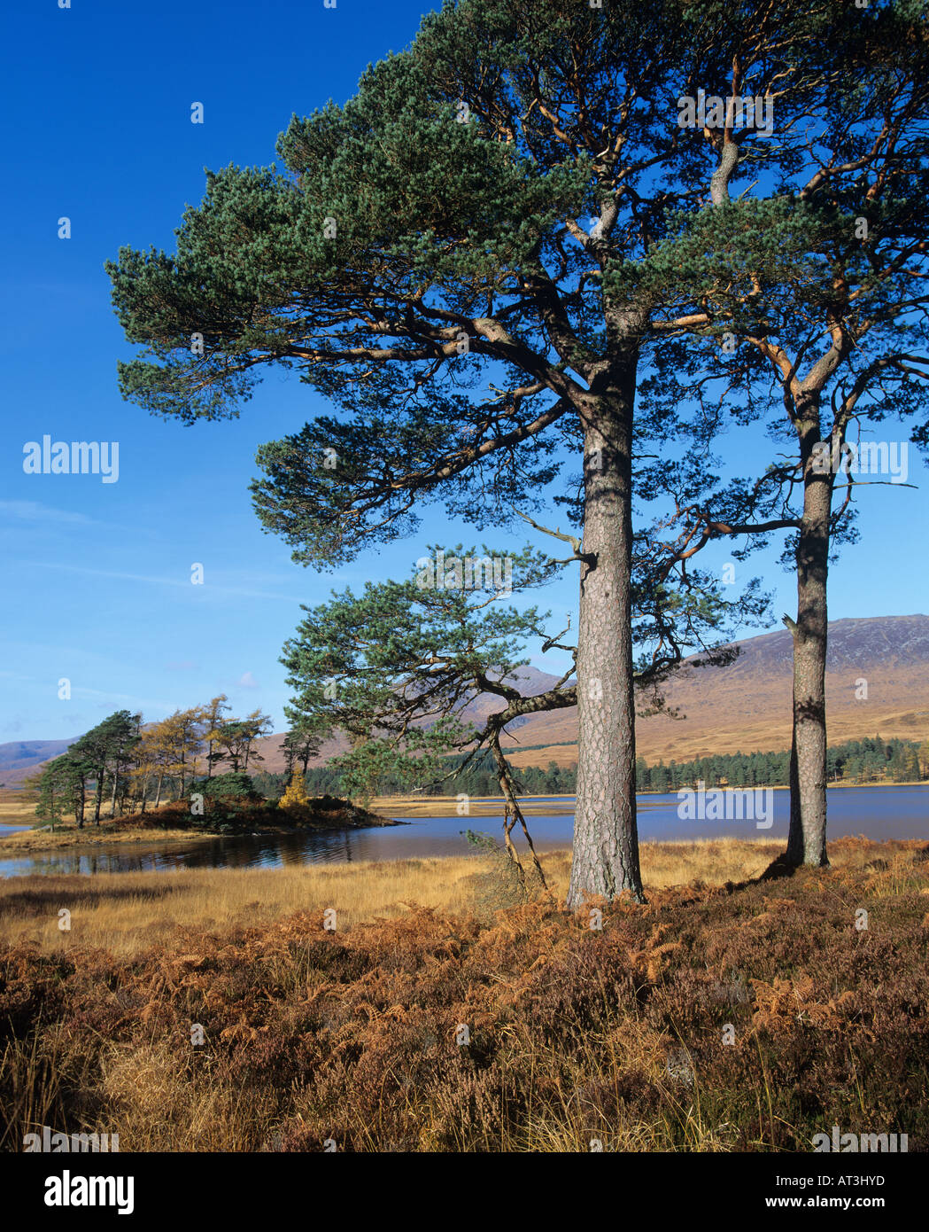 Waldkiefern durch Loch Tulla Strathclyde Scotland UK Stockfoto