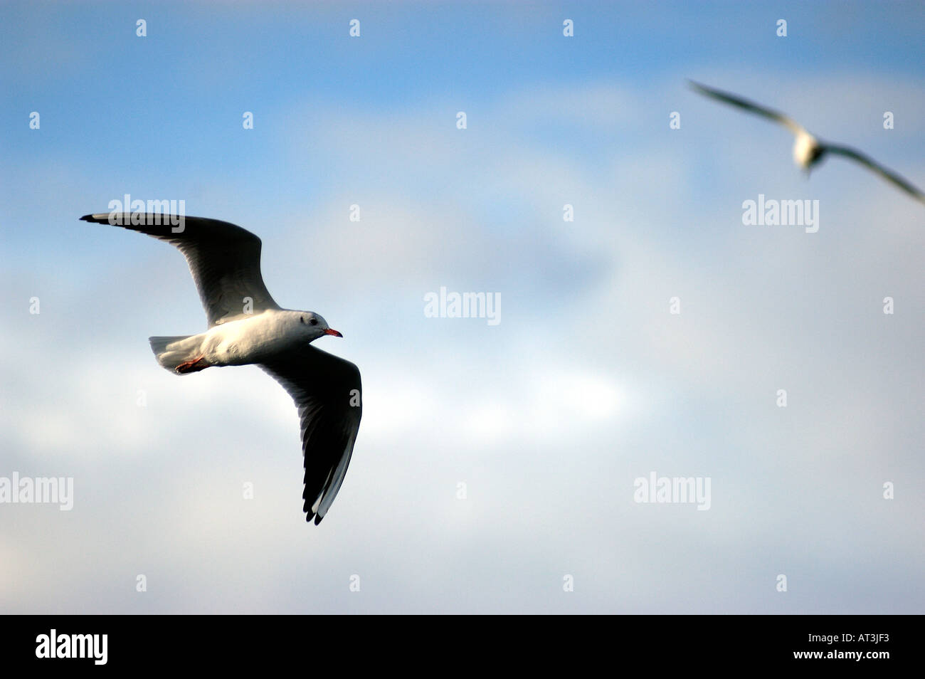 Möwen Stockfoto