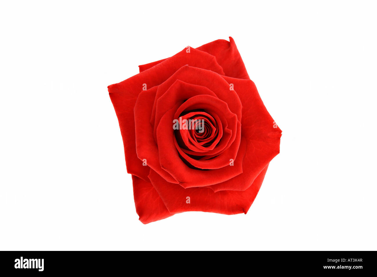 Rote rose Kopf isoliert auf weißem Hintergrund Stockfoto