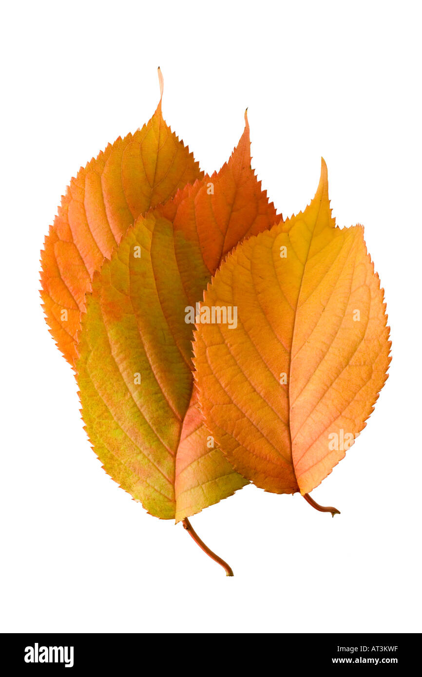 Ornamental (Blüte) Kirsche Blätter im Herbst. Prunus Stockfoto