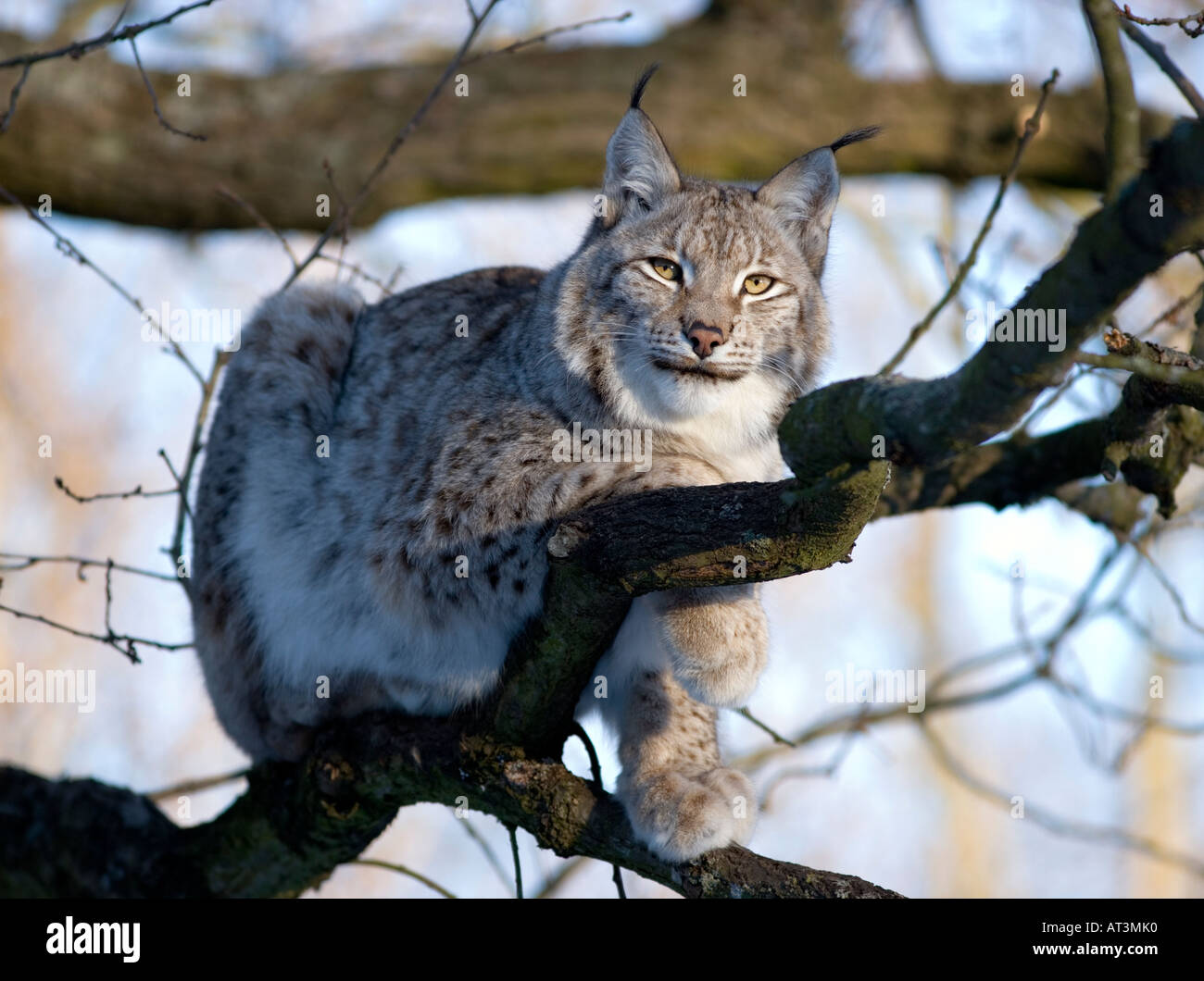Eurasischer Luchs (Lynx Lynx) Stockfoto