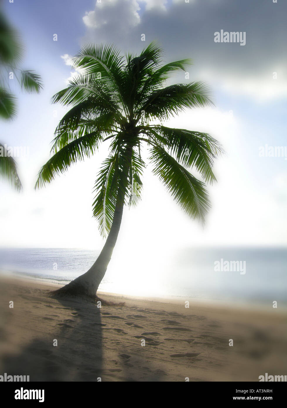 Verträumte verschwommen Palme im Paradies, Key West Florida USA Stockfoto