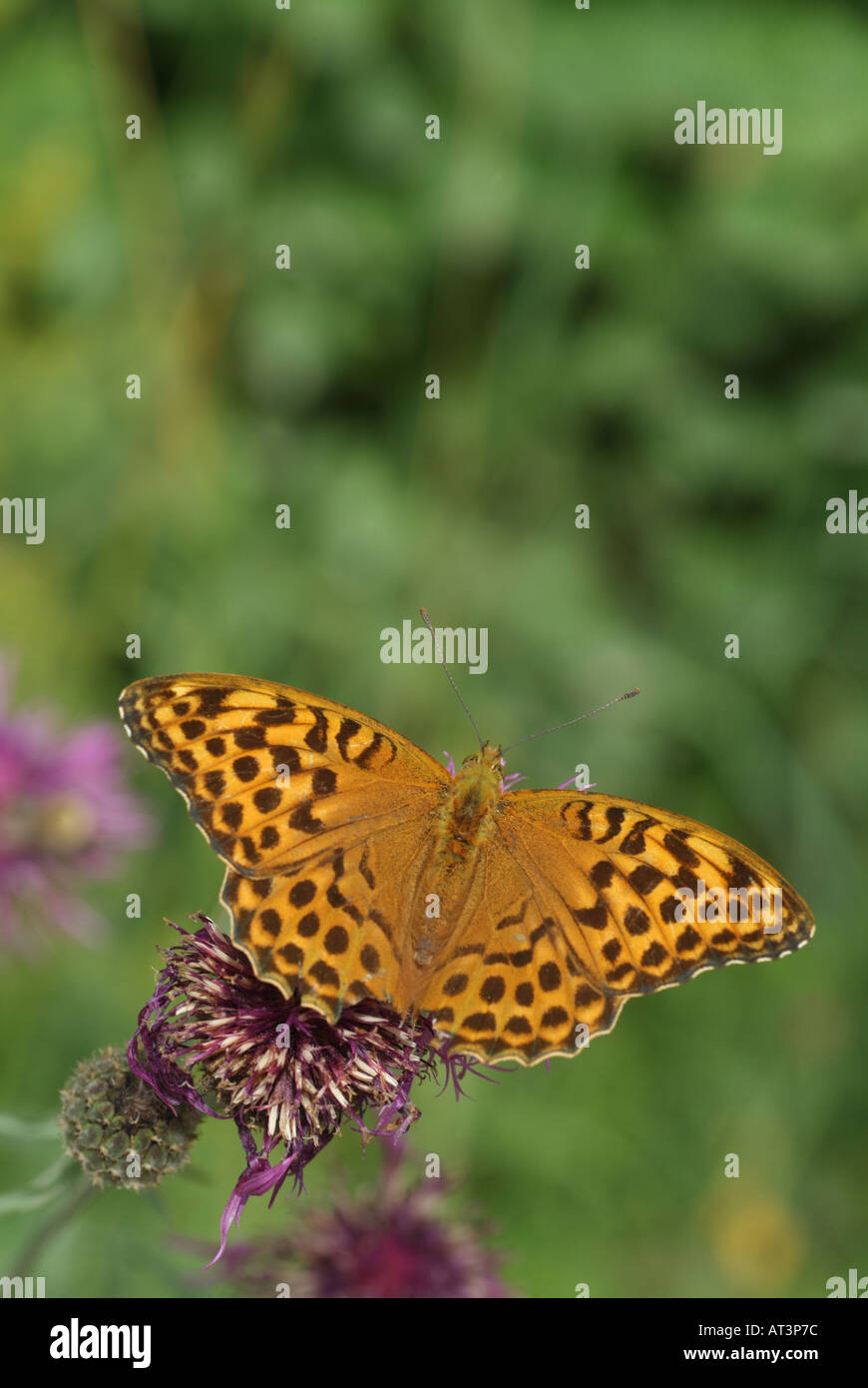 Eine Silber-washed Fritillary (Argynnis Paphia) ist auf eine Wildblume Fütterung. Stockfoto