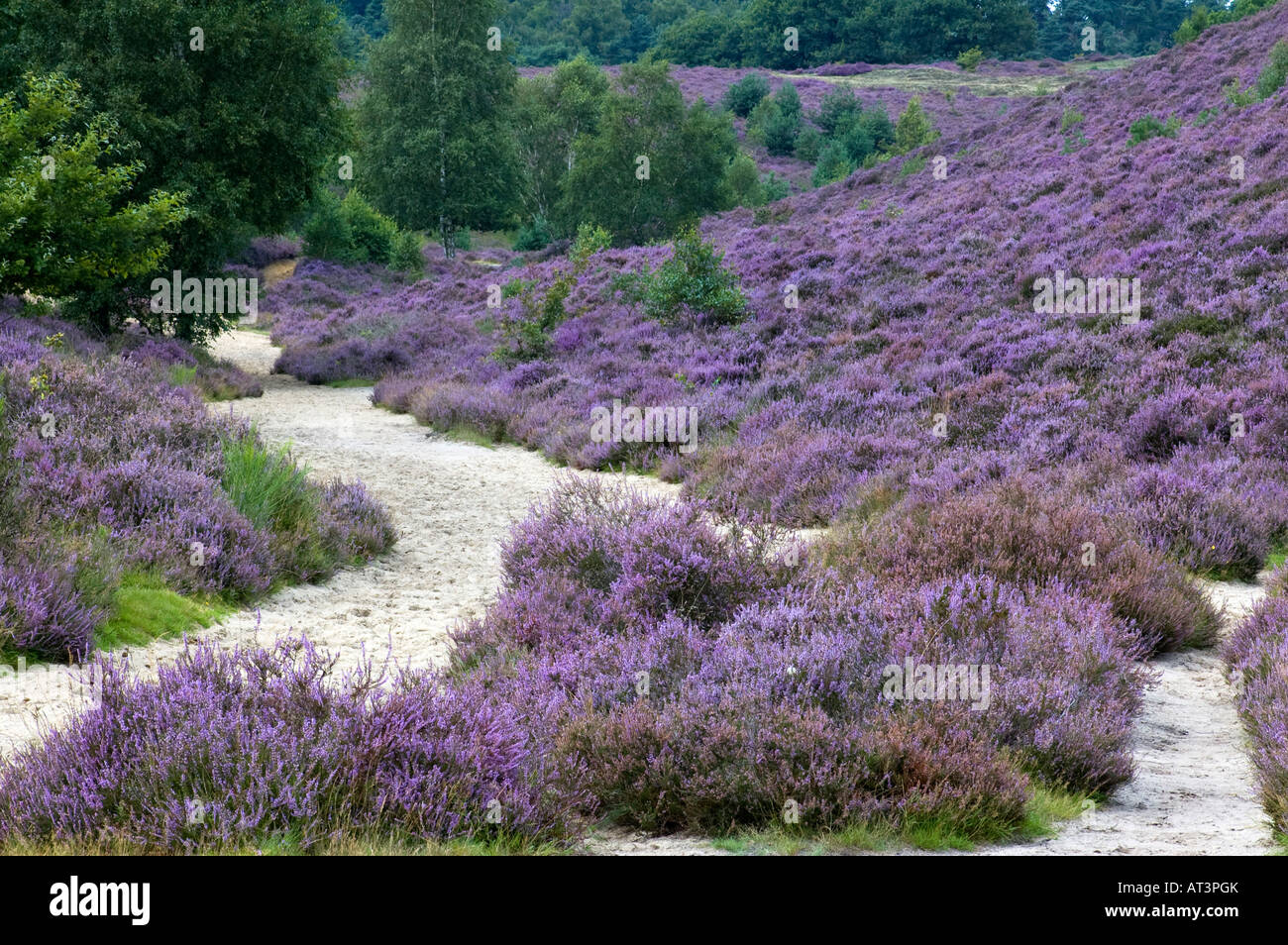 Ein Weg durch die schöne lila Heidekraut Stockfoto