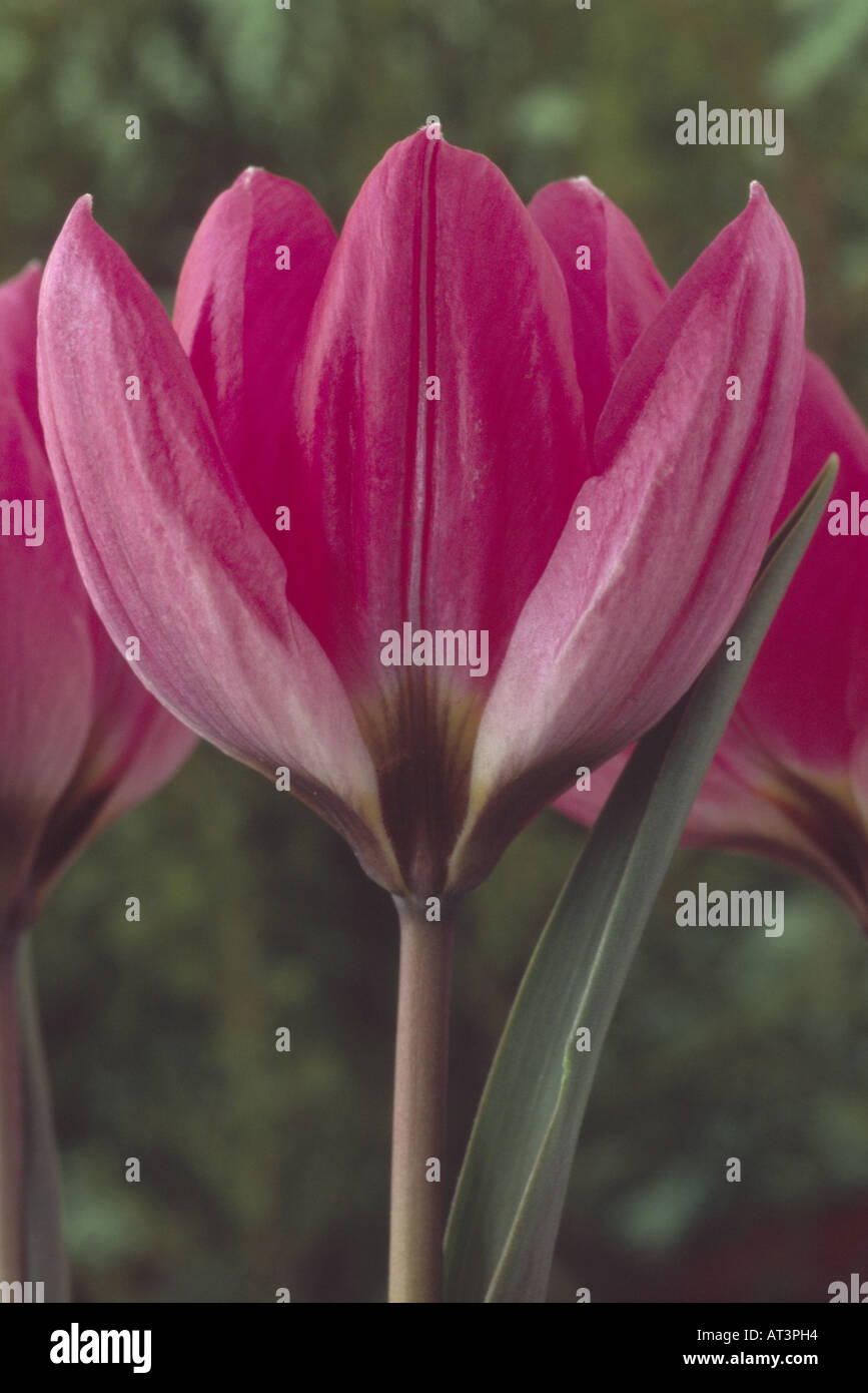 Tulipa Humilis Violacea Gruppe schwarzem Sockel. Abteilung 15 verschiedene Tulpe. Nahaufnahme von rosa lila Blüten. Stockfoto