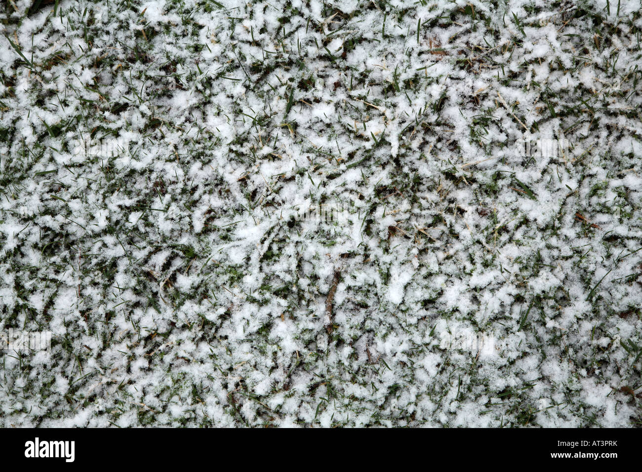 Kurzen Rasen Wiese ist teilweise mit großen weißen Schneeflocken bedeckt. Stockfoto