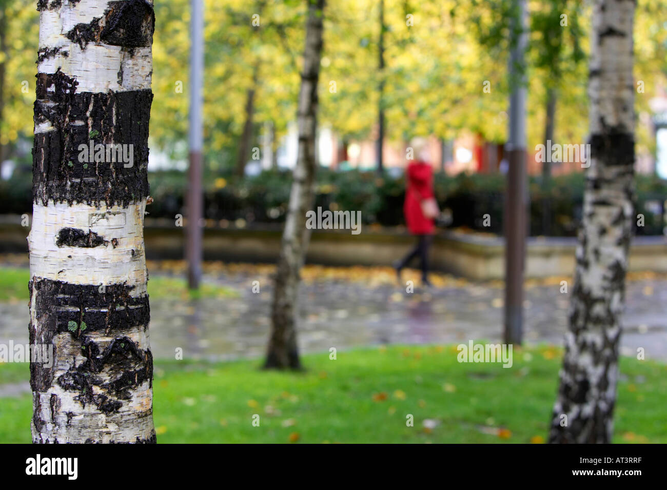 Frau im roten Mantel auf dem Handy laufen auf Asphalt durch Birken im Herbst Cathedral Quarter in Belfast City Centre Stockfoto