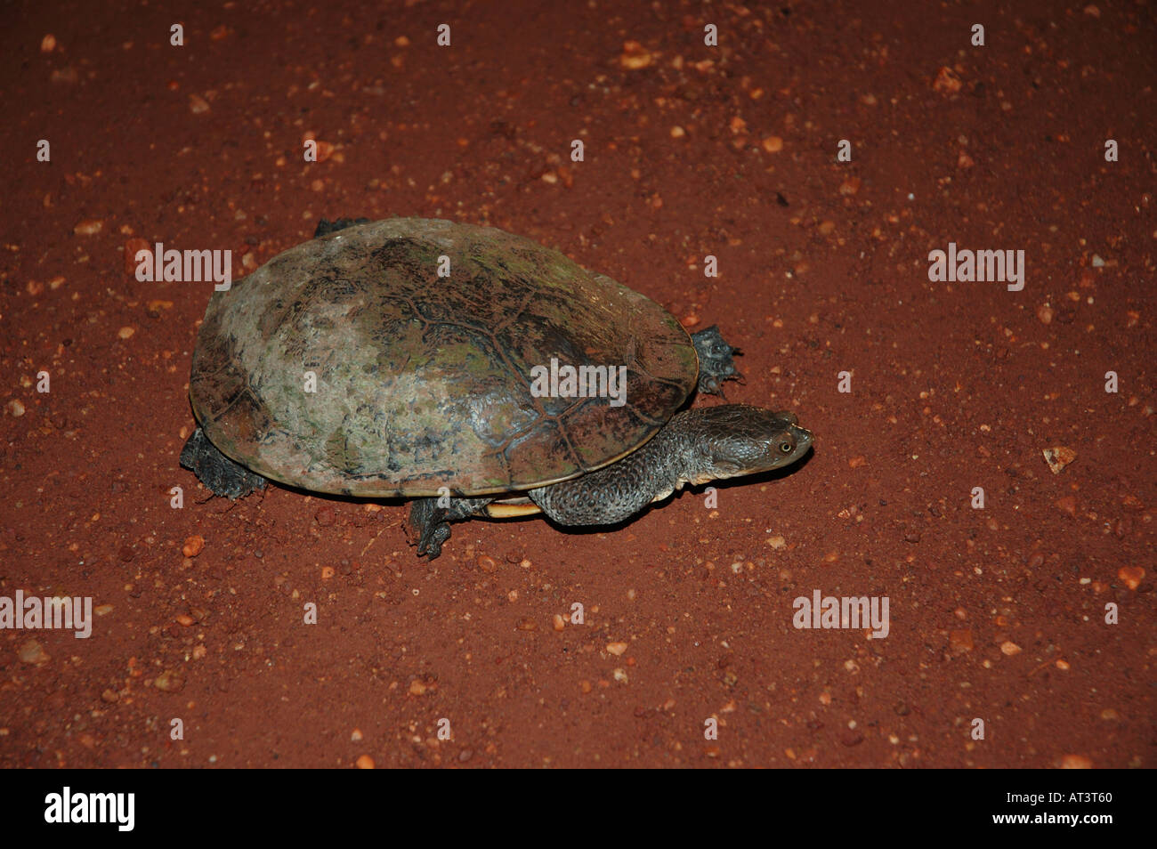 Australische Chelodina Longicollis Eastern Snake-Necked Turtle Common Snake-Necked Schildkröte oder östlichen lange Hals Schildkröte Stockfoto