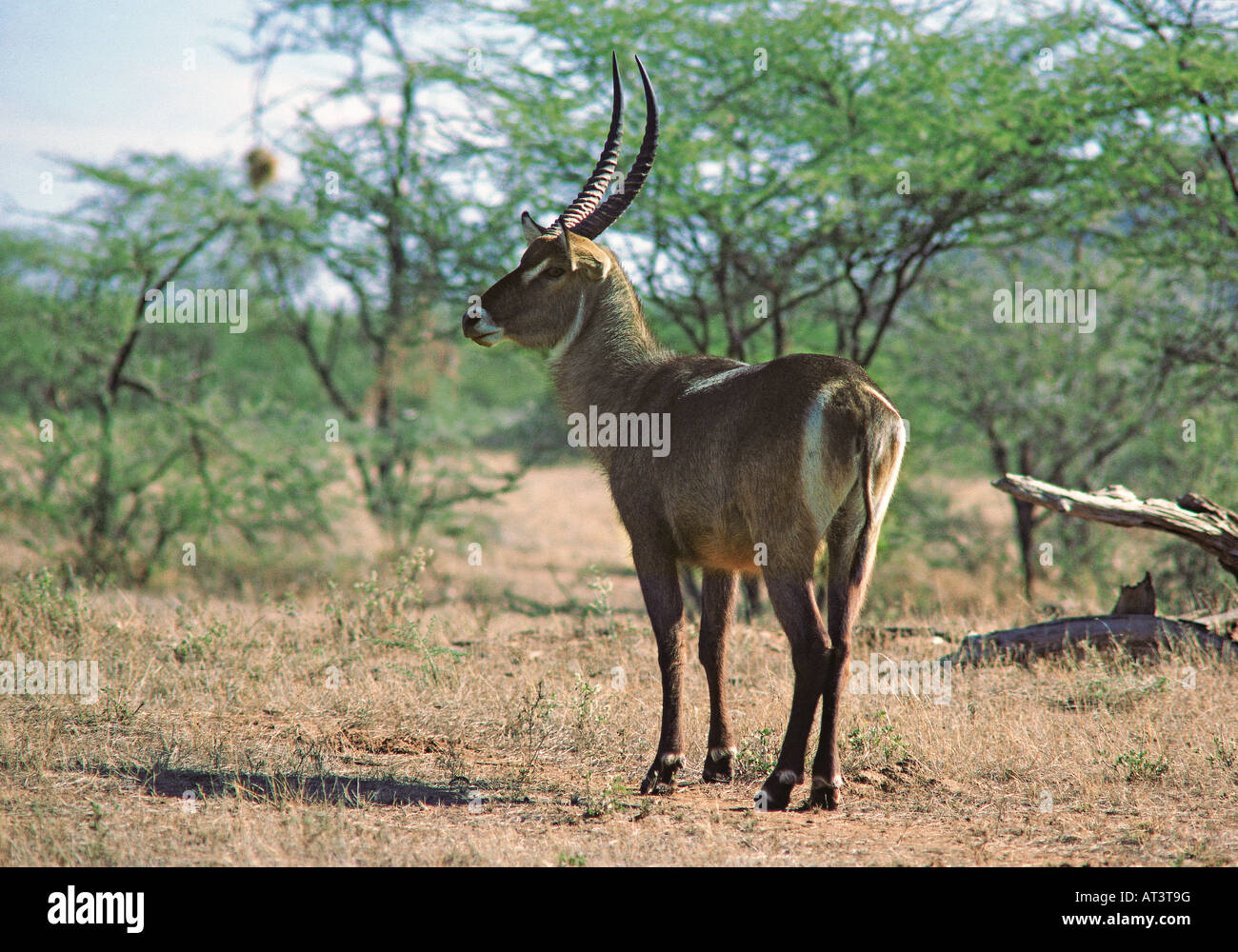 Gemeinsamen Wasserbock männlichen, weißen Ring auf Rump Samburu National Reserve Kenia in Ostafrika Stockfoto