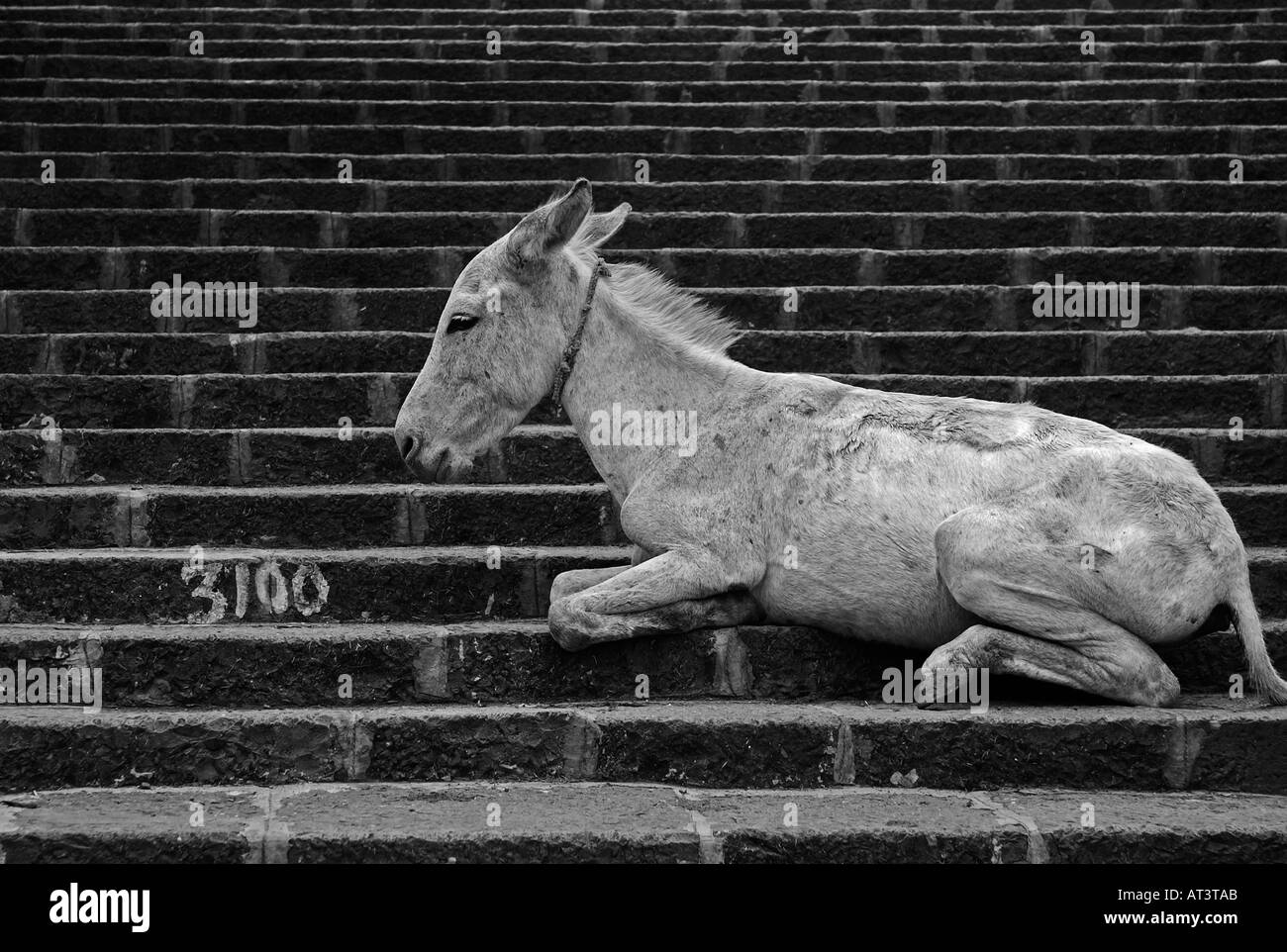 Esel ruhen Last auf seinen Weg bis 3000 Schritte um den Marmor Tempel und Heiligtum in Palitana, Gujarat, Indien Stockfoto
