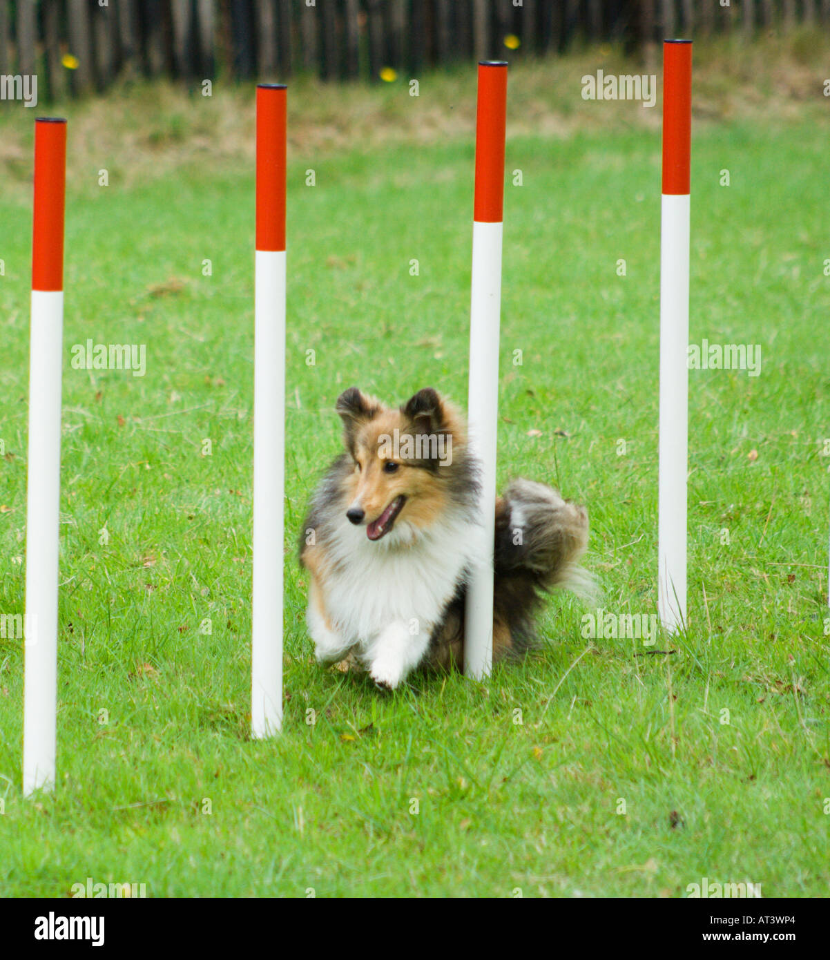 Stock Bild von Shetland Sheepdog racing durch Agility Kurs weben Pole Stockfoto