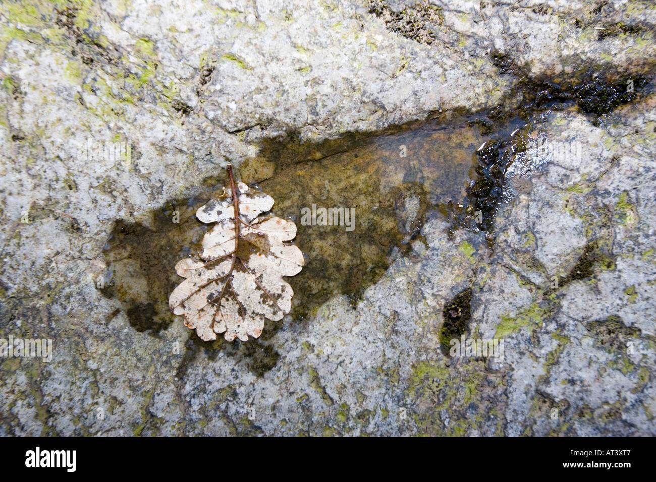 Felsenpool mit Blatt schwimmt auf der Oberfläche Stockfoto