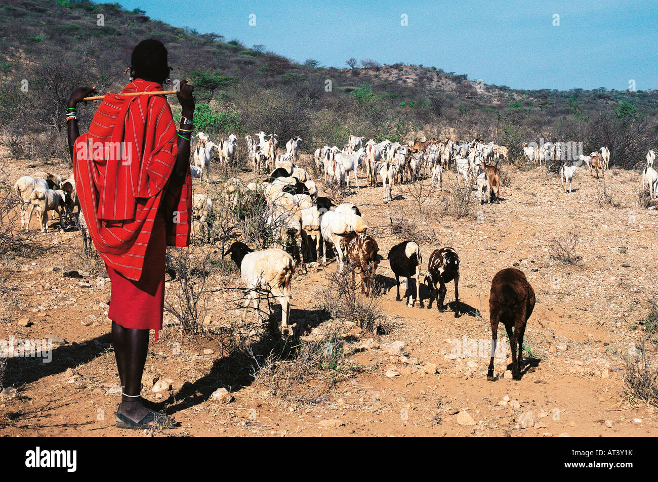 Samburu elder mit einer Herde von Schafen und Ziegen Samburu National Reserve Kenya Stockfoto