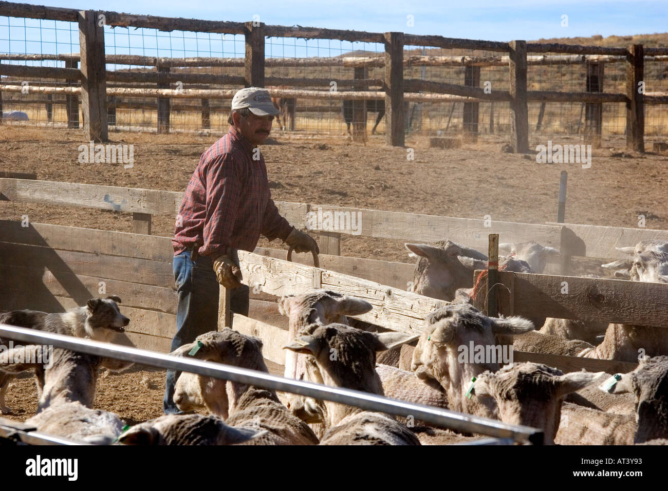 Schafe im Stifte warten auf Scherung in Camas County, Idaho. Stockfoto