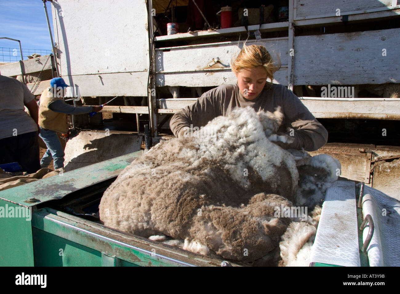 Weiblichen Ranch Hand platziert frisch geschoren Wolle in Müllpresse für Pressen. Schaf-Ranch in Camas County, Idaho. Stockfoto