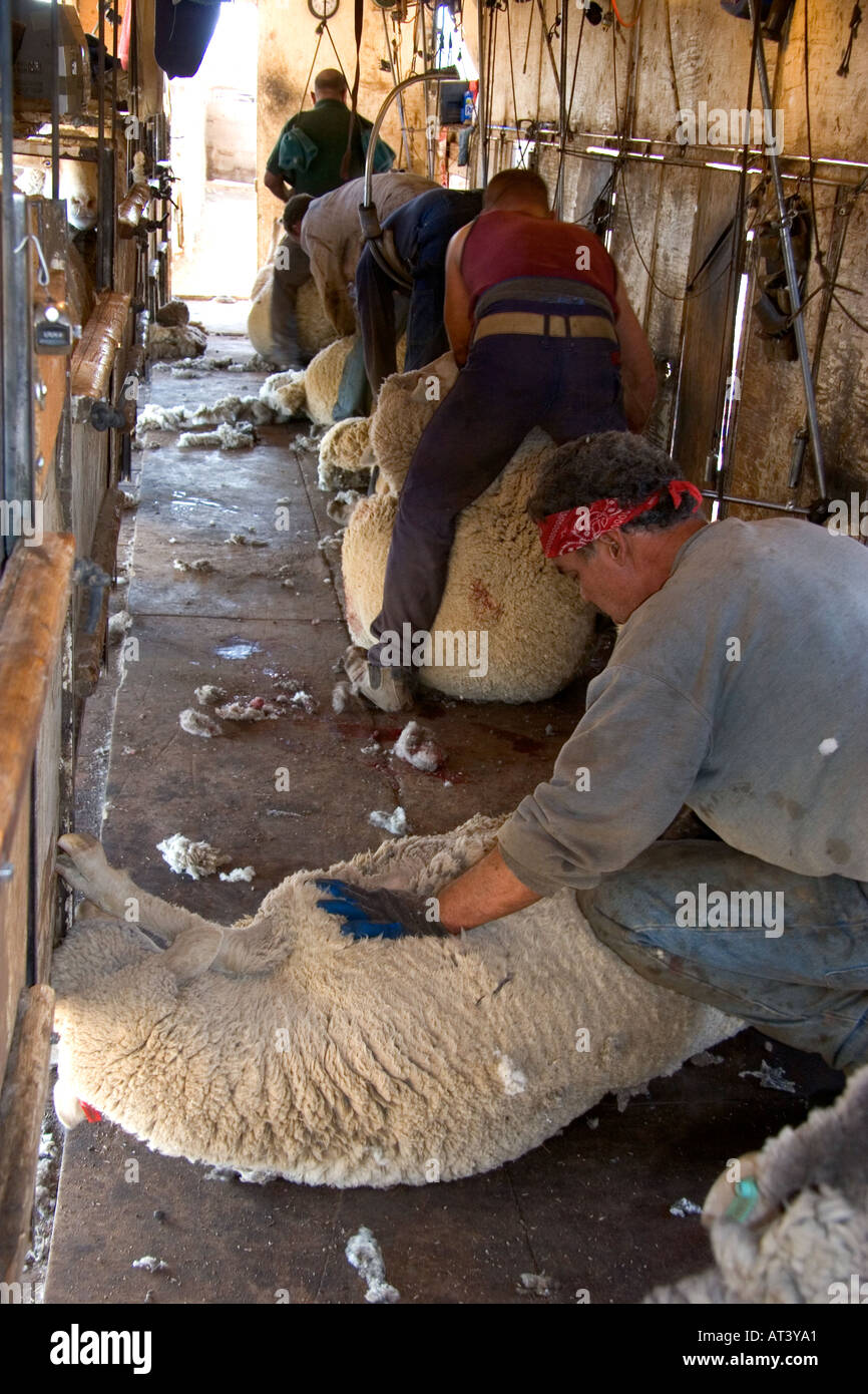Expert Schafscherern entfernen die Wolle vom Schaf auf einer Ranch in Camas County, Idaho. Stockfoto