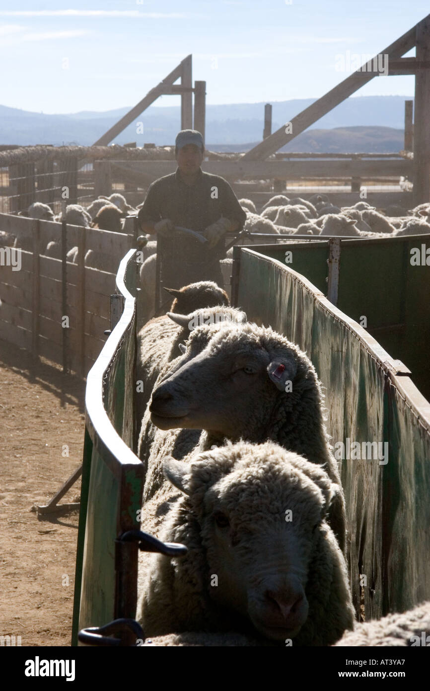 Schafe im Stifte warten auf Scherung in Camas County, Idaho. Stockfoto