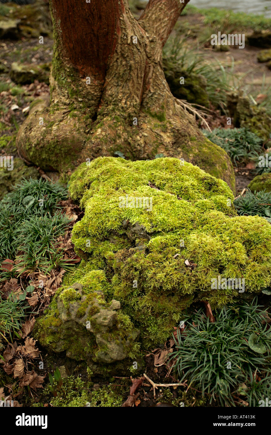 Moos bedeckt Felsen im englischen Garten im winter Stockfoto